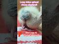 Birds leg rings update #birds #pets #update