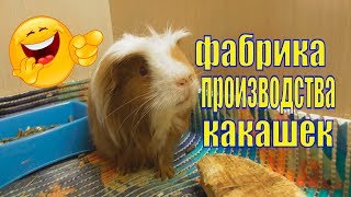 Сколько весит морская свинка /Неугомонный Рыжик Сколько весит морская свинка /Неугомонный Рыжик