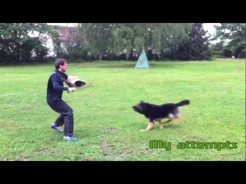 schutzhund-/-ipo-protection-dog-training-with-lehr-helfer-dirk-wernet