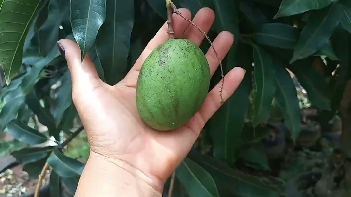 limpeza do quintal e como cortamos os peneus