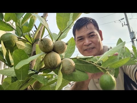 Video: Pagpili ng Mga Halaman ng Mint: Paano Mag-harvest ng Mint Mula sa Iyong Hardin