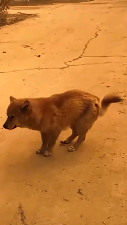 Dancing dog. #ello