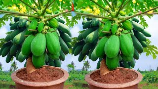 New Way To Graft Papaya Tree grow Papaya , great ideas for propagation papaya trees