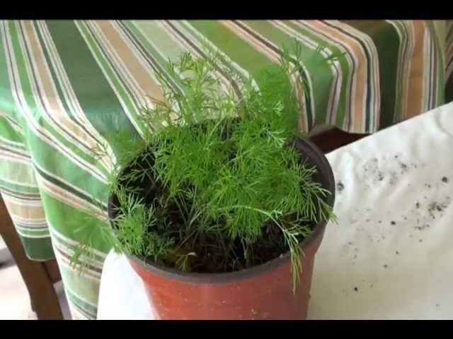 How to Grow Dill Video- Shebu Bhaji or Suva or Savaa or Soa Bhaji - Gardening by Bhavna | Bhavna