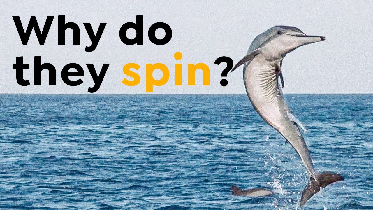 Spinner Dolphin Facts