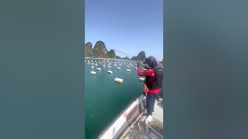 Câu cá vàng áng biển cẩm phả