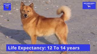 Finnish Spitz Dog Breed Information | Short | WMK