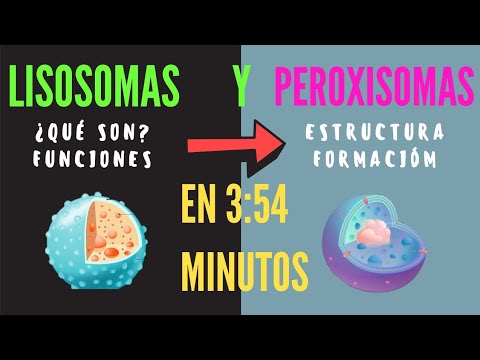 Video: ¿Cuál es la estructura del lisosoma?