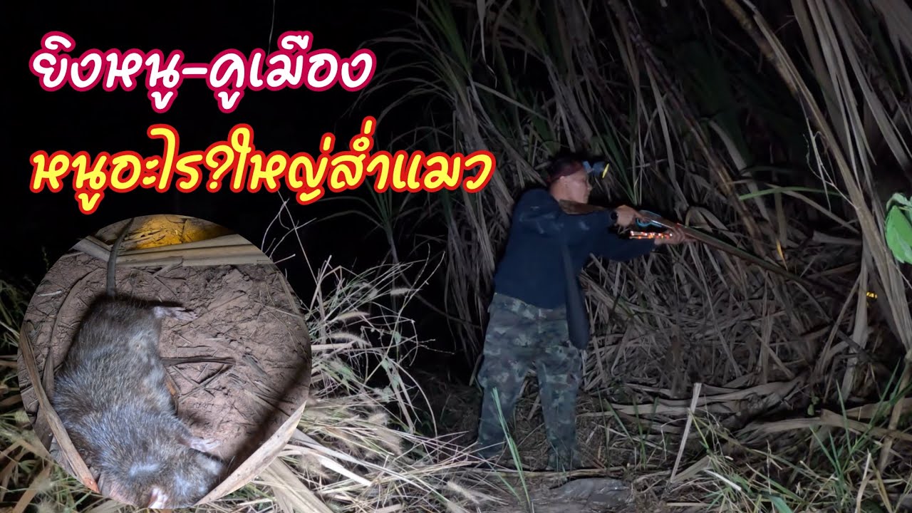 ระทึก!!หนูอะไรใหญ่ป่านแมว นั่งมองหน้าตาแดงก่ำ ยิงหนูป่าอ้อยทีคูเมือง เยี่ยมFC บรรยากาศสุดประทับใจ