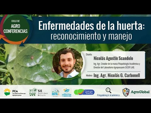Vídeo: Mal altia de Fusarium dels espinacs: què causa la marchitació fusari de les plantes d'espinacs