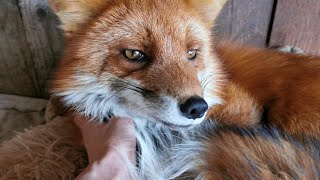 How to tame a fox