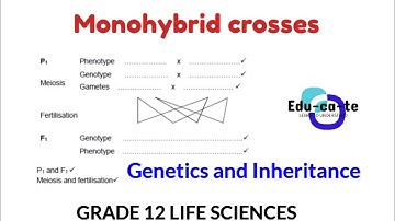 Monohybrid cross - Genetics and inheritance Grade 12 life sciences