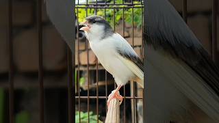 Nyanyian burung kenari | suara burung #burung #hewan #kenari #hewanlucu