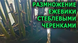 ПРОСТОЙ СПОСОБ РАЗМНОЖЕНИЯ ЕЖЕВИКИ СТЕБЛЕВЫМИ ЧЕРЕНКАМИ В СКРУТКЕ