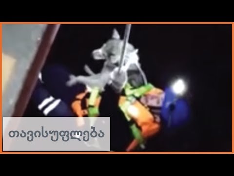 მაშველებმა ჰასკი გადაარჩინეს