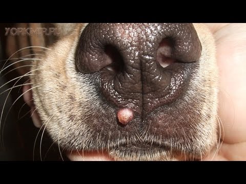 Папиллома у собак | Лечение | Как удалить.