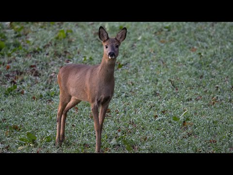 Rehe in Action | Tierfilm | Sony | Naturaufnahmen