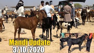 Today Latest Update Kamir Bakra Mandi - After Bakra Eid 2020 Goats Rate - New Update 3/10/2020