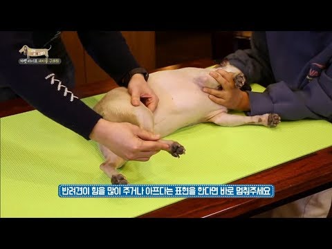 [세나개] 이 마사지가 슬개골 탈구에 그렇게 좋다는데