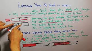 CVS physiology 59. Laminar flow of blood in vessels, parabolic velocity profile during laminar flow