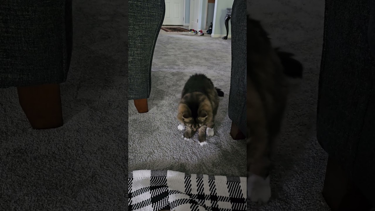 Bourbon cat being crazy #shorts #cat #catvideos