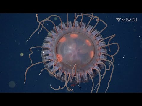 Remarkable new species of deep-sea crown jelly discovered in depths of Monterey Bay