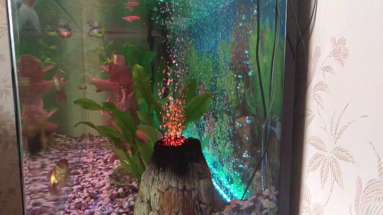 slo-mo Leeco Le 2 Max Аквариум Aquarium