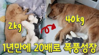 Golden Retriever Growth Processes 2 to 12 Months