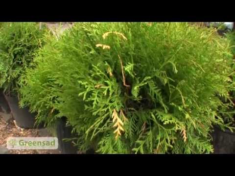 Video: Thuja Omsorg