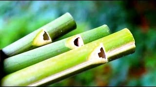 How to make a Flute or Swanee Slide Whistle out of Bamboo  Sensory Learning 4 Life