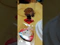 東京卍リベンジャーズ佐野万次郎誕生日ケーキ届いた おめでとうマイキー