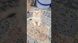 Pov Her Cuteness is Oveloaded πβ₯οΈ #cuteanimals#catvideo #viralvideo Pov Her Cuteness is Oveloaded πβ₯οΈ #cuteanimals#catvideo #viralvideo