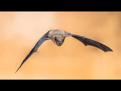 Video: Apakah pipistrelle timur bermigrasi?