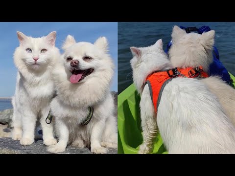 Adorable White Cat And Dog Have Amazing Friendship