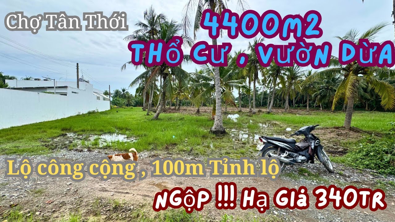 MS1989: 340 triệu, 4400M2 Vườn thổ ngay chợ xã Tân Thới 