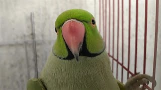 Indian Ring Neck Green Parrot With Natural Sounds