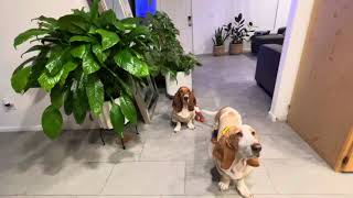 Basset hounds with plant friends