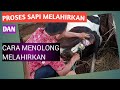 Proses sapi melahirkan dan cara menolong kelahiran