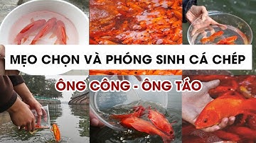 Mẹo chọn và phóng sinh cá chép để cúng ông Công ông Táo 23 tháng Chạp