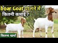 1 boar बकरी से कितनी कमाई || boar goat farming