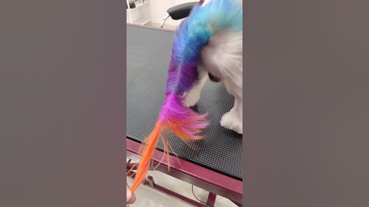 @OPAWZ Dog Color: The Safe and Easy Way to Dye Your Dog's Fur at Home