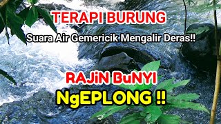 TERAPI AIR, Burung Makin Gacor Ngeplong, Suara Air Deras Terapi Burung