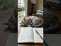Quiet afternoon study vibes with my cat ☁️ #Meow #ASMR #Shorts
