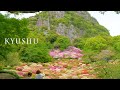 Azalea Plants are Blooming at the foot of a mountain of West Kyushu.#御船山楽園 #長串山公園 #4K