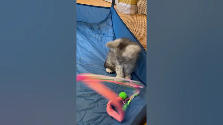 Video 6162411: mainecoons mainecoonkitten, coon mainecoon, silver male maine coon, maine coon black silver