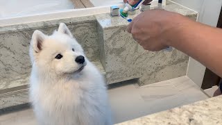 I never force my dog to brush her teeth. she forces ME to brush her teeth by MochaMilk 227,476 views 5 months ago 4 minutes, 4 seconds