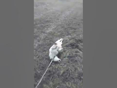 Смешной пес - YouTube