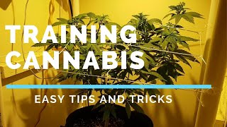 Training Cannabis in a Trellis low stress training for beginners Share this video