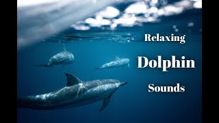 Dolphin Sounds | Real relaxing Noises | Dolphin video Resimi