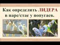 Как определить ЛИДЕРА стаи или пары попугаев.